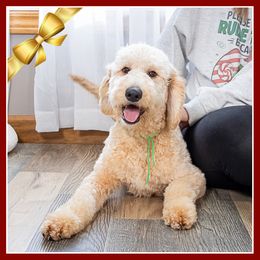 Archie - Red  male Goldendoodle puppy in Connersville, Indiana from Deaz Doodle Ranch