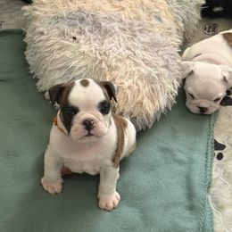 Ross - Orange - Fawn brindle and white male Bulldog puppy in Krum, Texas from K & K Little Blessings