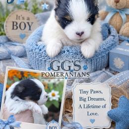 Gemini - Black parti male Pomeranian puppy in Oologah, Oklahoma from GG's Pomeranians