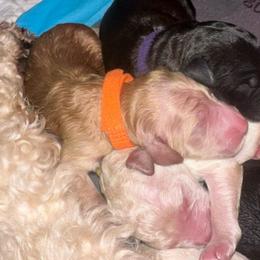 Hope - Apricot female Goldendoodle puppy in Prosperity, Pennsylvania from Stelladoodles & Company