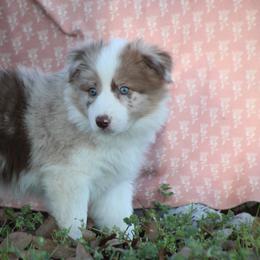 RMG1 - Red merle female Border Collie puppy in Tylertown, Mississippi from Cool Meadow Farms
