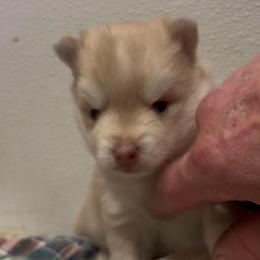 Bacardi - Merle male Pomsky puppy in Spring Hill, Florida from PDQ Pomskies