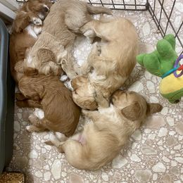 Australian Labradoodle Puppies from Salona- Australian Labradoodles of North America