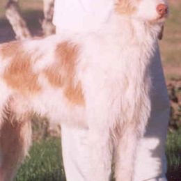 Ibizan Hounds from Pamela Mutchek's Ibizan Hounds