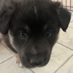 Lapponian Herder Puppies from Onnellinen Kennels Lapponian Herders