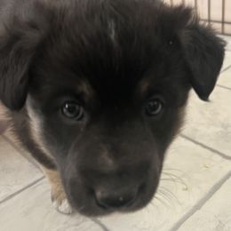 Lapponian Herder Puppies from Onnellinen Kennels Lapponian Herders