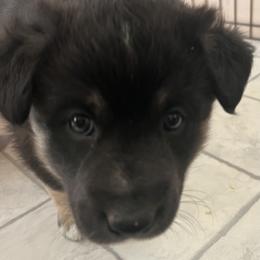 Lapponian Herder Puppies from Onnellinen Kennels Lapponian Herders