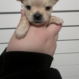 Solstice - Cream and white male Chihuahua puppy in Wytheville, Virginia from Southwest Virginia Chihuahua