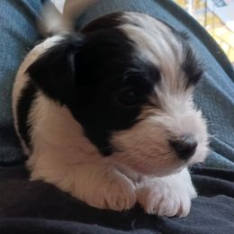 Morkies from Marie's Morkies