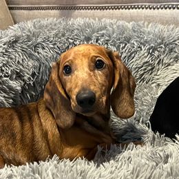 Dasher - Dapple male Dachshund puppy in Red Bud, Illinois from Midwest Miniature Dachshunds