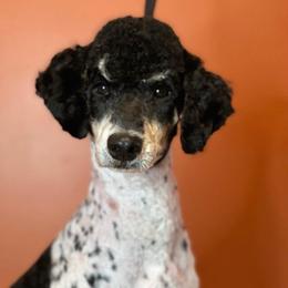 Porter - Poodle