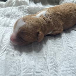 Cavapoo Puppies from Campbell Cavapoos