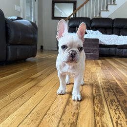 Penny - White female French Bulldog puppy in Yarmouth, Maine from Wyatt and co Frenchies