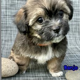 Banjo - Black and tan male Companion Cross puppy in Mankato, Minnesota from Tiny and Treasured
