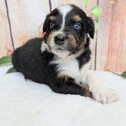 Oakley (Orange collar) - Black tri-color male Australian Shepherd puppy in Coulee City, Washington from Mr and Mrs Doodle Farm