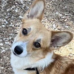 Roxie - Pembroke Welsh Corgi