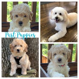 Bernedoodle and Goldendoodle Puppies from I Dream of Doodles