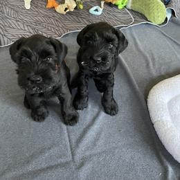Giant Schnauzer Puppies from Hearthmore Giant Schnauzers