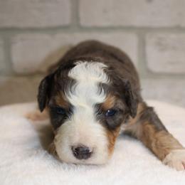 Male 2 - Tri-color male Bernedoodle puppy in Mississippi from Ewing Acres