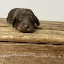 Athena - Chocolate and cream female Dachshund puppy in Squires, Missouri from Hudson’s Hounds