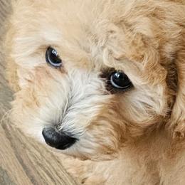 Poodle Puppies from Caboodles Of Poodles