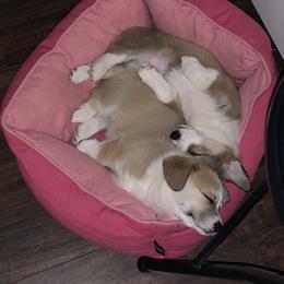 Pembroke Welsh Corgi Puppies from Kenyon Pembroke Welsh Corgis