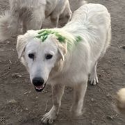 Tofu - White Maremma Sheepdog puppy in Kings County, California from Prancing Pony Farm Maremma Sheepdogs