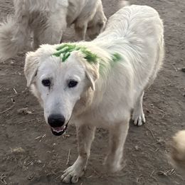 Tofu - White Maremma Sheepdog puppy in Kings County, California from Prancing Pony Farm Maremma Sheepdogs