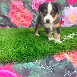 Blue - Blue merle male Miniature Australian Shepherd puppy in Chelsea, Oklahoma from Elite Puppies of Oklahoma, LLC