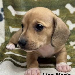 Lisa Marie - Cream female Dachshund puppy in Lexington, Oklahoma from BooneDox Miniature Dachshunds