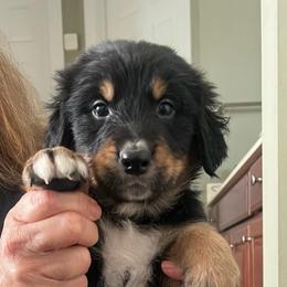 Snickers - male Golden Mountain Dog puppy in Seville, Ohio from Retriever Ranch