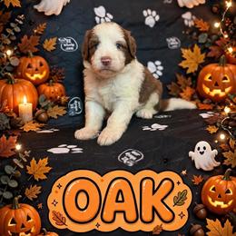 OAK - Brown and white male Sheepadoodle puppy in Riverside, California from Downtown Doodles & Frenchies