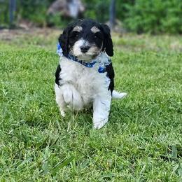 Sonic- Blue Collar - Tri-color male Bernedoodle puppy in Bonham, Texas from Happy Valley Puppies