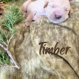 Timber - Golden male Golden Retriever puppy in Murfreesboro, Tennessee from Mountain Tails