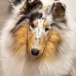 Collie, English Setter, and Shetland Sheepdog All Grown Up from Cove Run Kennels