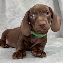 Male 2 - Chocolate male Dachshund puppy in Birmingham, Alabama from LongBottomDachshunds