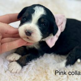 Strawberry 🍓 - Tri-color female Bernedoodle puppy in Colorado Springs, Colorado from Mercy Mountain Bernedoodles