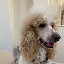Khaleesi  - Poodle