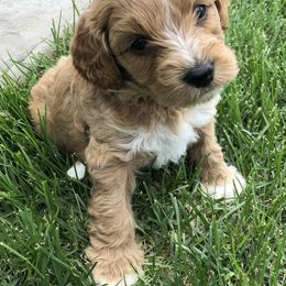 Australian Labradoodle Puppies from Grand Peaks Labradoodles
