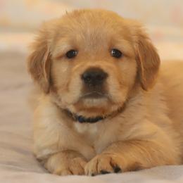 Golden Retriever Puppies from Golden M Family Farms