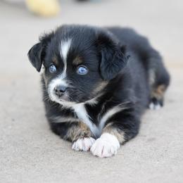 Benny - Black tri male Miniature Australian Shepherd puppy in Wichita Falls, Texas from Shooting Stars Ranch Toy and Mini Aussies