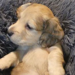 Russell - Cream male Dachshund puppy in Plant City, Florida from Oakley's Dachshund Ranch