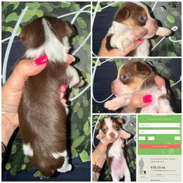 Rolo - Tan male Yorkshire Terrier puppy in Cleveland, Tennessee from Moody’s Morkies and More