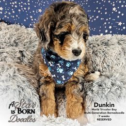 Bernedoodle Puppies from A Star is Born Doodles