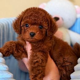 Tea Cup Micro mahogany toy poodle - Red  female Poodle puppy in Atlanta, Georgia from ATLANTA POODLE BREEDER (AKC)