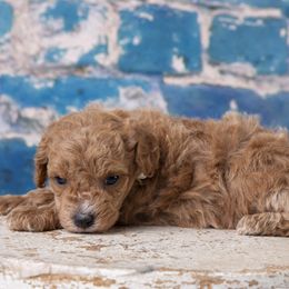 Boy 3 - Poodle puppy in Tompkinsville, Kentucky from Dog E Stylz Breeding