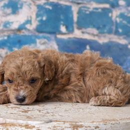 Boy 3 - Poodle puppy in Tompkinsville, Kentucky from Dog E Stylz Breeding