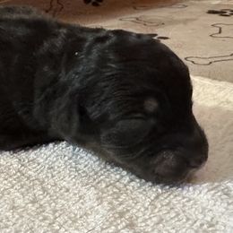 Tisa - Black tri-color female Australian Shepherd puppy in Marshall, Virginia from Aussie Tales Farm