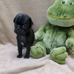 Boy - Black male Pug puppy in Medina, Ohio from T Tiny Treasures
