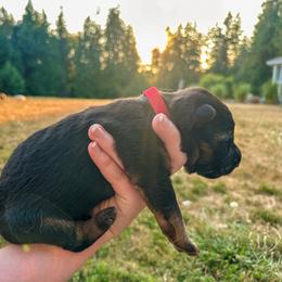 Red Royal - Black and tan male German Shepherd puppy in Bonney Lake, Washington from German Shepherds Von Washington